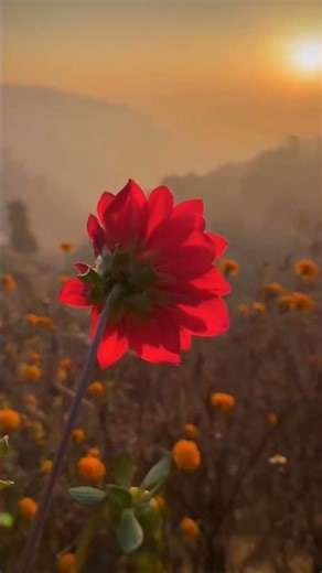 Bulaye runjhun runjhun karti payal #sdmandal #dance #youtubeshorts #tranding