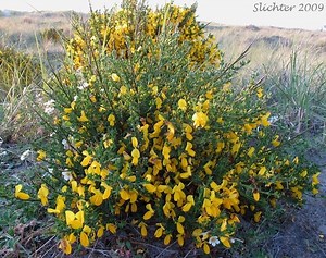 Cytisus scoparius - Alchetron, The Free Social Encyclopedia