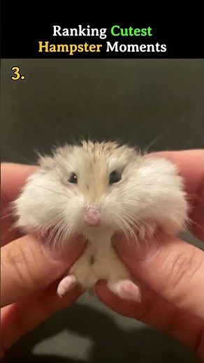 Ranking Cutest Hamster Moments 🐹 #hamster #cute