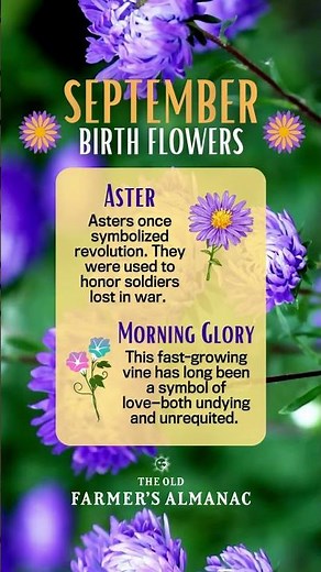 September Birth Flowers - Facts & Folklore