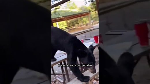Black bear destroys a family picnic—how to avoid danger