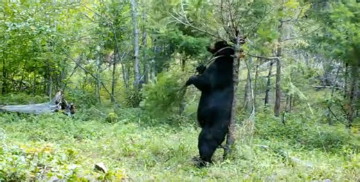 The creepy-cool fun of having a backyard critter cam