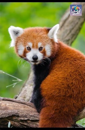Red Panda | Gấu Trúc Đỏ