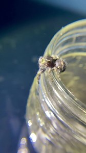 2.9K views · 368 reactions | Massive and ADORABLE Bold Jumping Spider (Phidippus Audax) Waving Her Legs. | Spider Admiration And Education | Facebook