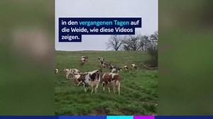 Weideaustrieb: Kühe springen vor Freude aus dem Stall