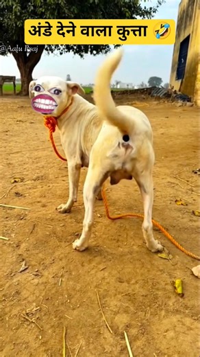अंडे देने वाला कुत्ता |🤣😂 Thethar puns comedy | #aalupyaj #comedy #ytfeeds #funny #thetharpuns
