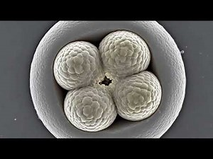 The Miraculous Journey of Identical Twins | The Science of One Egg Splitting