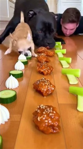 Epic Pet vs Human Challenge 🍖🔥 #dog #cat #eatingchallenge #food #pets