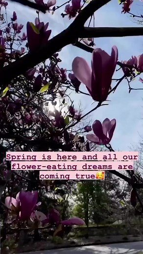 🌸Did you know the flowers of magnolia trees are edible? And it’s blooming season for many species in our area right now!🌸The flavors vary between species, but generally we find that the deeper pink or red they are, they stronger the spicy ginger flavor- and the lighter colored blooms tend to have a more subtle flavor. We love making sushi together and these make the perfect little pickled ginger topping. So easy to make and they keep in the fridge for months. We hope you find fun ways to get o