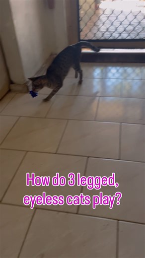 Adam is always doing something. She’s constantly moving and exploring😻😁 (excuse the door frames, they cop a hammering from my sons wheelchair 😬) #playtime #specialneeds #catsoftiktok #cat #blindbox