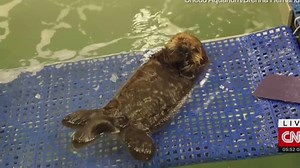 The cutest thing you'll see all day