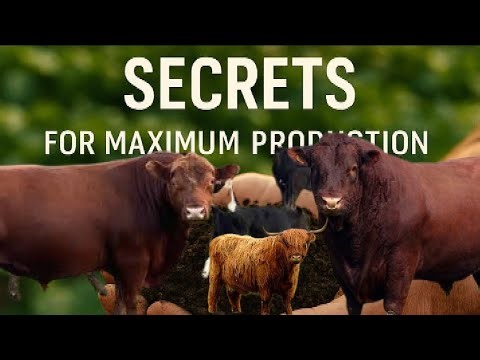 Regenerative Gold: 3 Cattle Breeds That Build Soil Health Faster Than Any Other