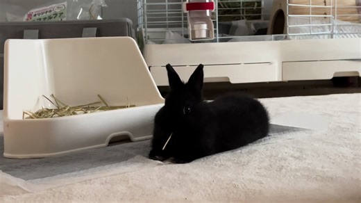 TikTokでKURO USAGI TVさんをチェック！