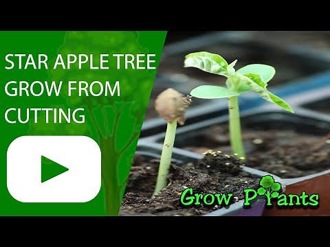 How to grow Star apple tree from cutting
