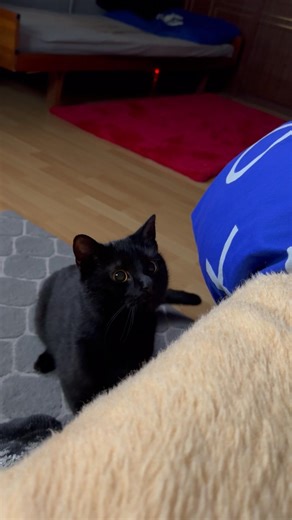 Black void cat target lock