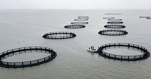 In Odisha, entrepreneurs dream of making it big with cage fish farming