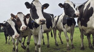 Mad cow disease confirmed in France