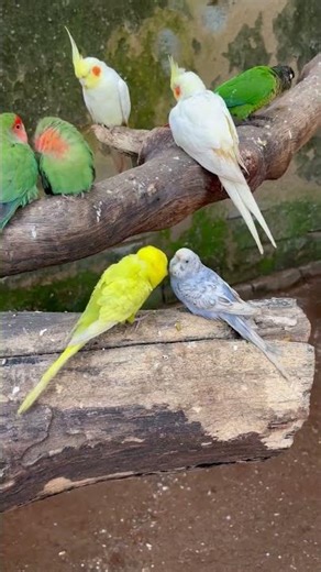 Parakeet or Cockatiel Decide in 30s