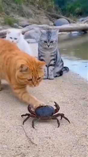 Cat vs Crab Showdown! Who Wins? Caught on Camera!