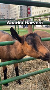 4K views · 34 reactions | The petting zoo is always a hit Last week was Scarlet Harvest before the cold weather blew in. Relive the more mild fall weather with this recap! | Rutgers University—New Brunswick | Facebook