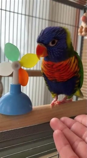 Parrot Tests the Spinning Toy… So Carefully 🦜😳