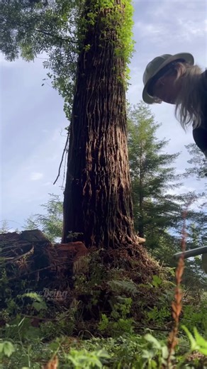 Female Faller Timber Falling with Stihl Chainsaw in California