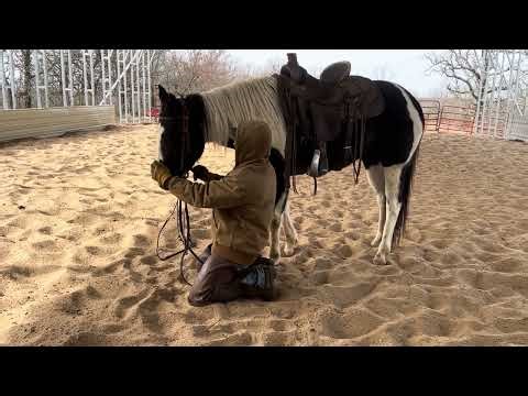 Paint mare getting ridden on a cold morning