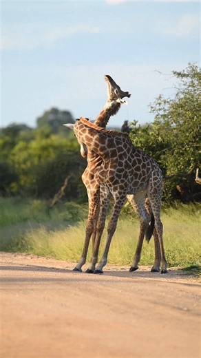 34 reactions | 漣漣漣Necking refers to the behavior of male giraffes...