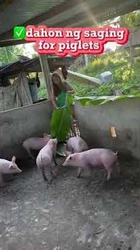 Crazy Effective Farm Hacks for Pig Farmers #farmhacks #pigfarm #pig