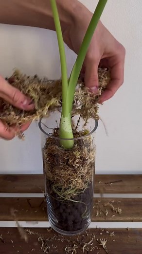 Enhance Your Plant Care with LECA and Sphagnum Moss
