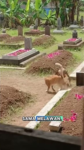 tuyul fight #viral#funny#viralvideo#viralshort#trending#trendingshorts