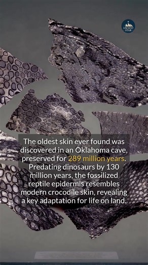 52K views · 309 reactions | The oldest skin ever found was preserved for 289 million years in an Oklahoma cave. #history #ancient #discovery #archaeology | Ancient Star | Facebook