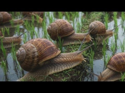 Snail's Shell: A Masterpiece of Nature's Design