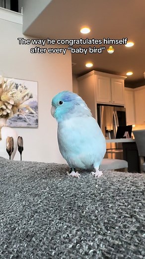 Heartwarming Parrotlet Moments Every Bird Lover Will Adore