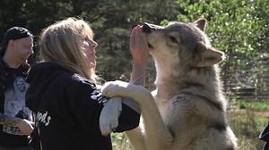 22M views · 32K reactions | Little Red Riding Hood and the Three Little Pigs got it all wrong. Howling Woods Farm teaches about the true nature of wolves: loving, timid and loyal. Check it out here on Dog People. | Dog People | Facebook