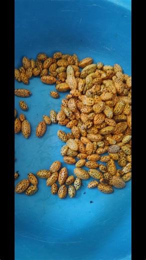 Descubriendo la Comida Exótica: Recuerdos y Sabores