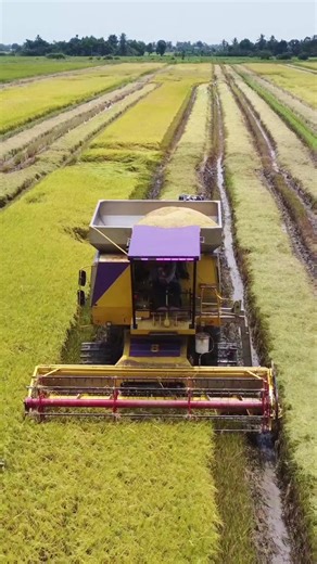 Mesin Padi: Inovasi Terbaru Untuk Tanaman Padi