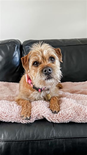 Incase you have been missing my dulcet tones 🎶 #singing#adelaidesbeardedlady#singer | Mavis the border terrier