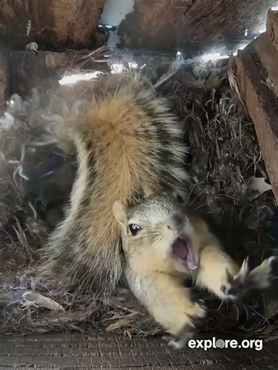 Literally the best stretch ever. | explore.org