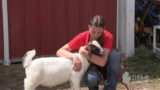 102 reactions · 52 shares | Go behind the scenes at the St. Clair County 4-H and Youth Fair with the Whitenight family as they prepare their animals for the event. The fair runs July 14th-19th. St. Clair County 4-H | Thumbcoast.tv | Facebook
