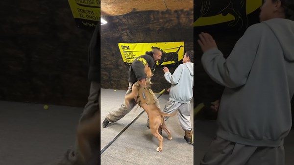 Training the ultimate guard dog step by step