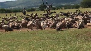1.1K views · 123 reactions | 285 Vultures so far feeding at VulPro’s...