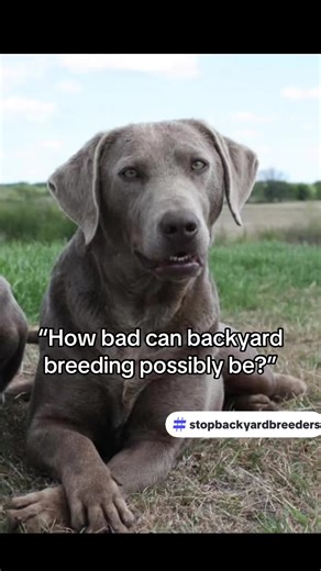 The Truth About Backyard Breeding and Its Impact