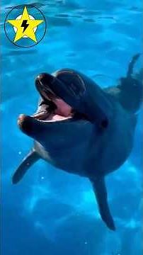 Dolphins: The Geniuses of the Ocean #dolphins #seaworld #funfacts #camastars