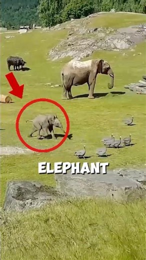 Cutest Elephant ever! 🫨 #cute #cuteanimals