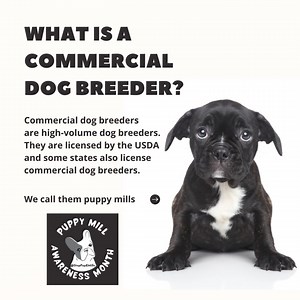 1.1K views · 36 reactions | Commercial dogs breeders are also known...