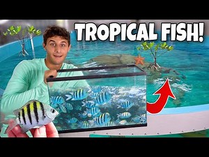 Catching TONS Of TROPICAL FISH For My 6000G Saltwater POND!!