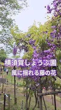 🍀【再編集】横須賀しょうぶ園 今が見頃 ｢癒される…藤の花が揺れる春の風景 ｣ #横須賀しょうぶ園 #藤棚 #ふじまつり #花菖蒲 #横須賀観光