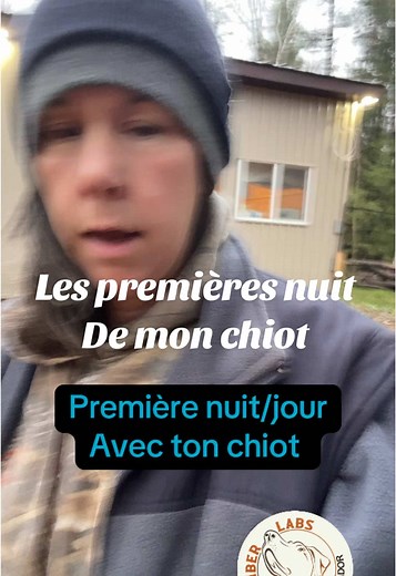 Ember labs élevage de labrador on TikTok