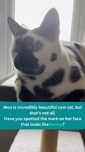 2.1K views · 4.9K reactions | Next in line of cats with quirky looks is Moo. Now, you could never guess it from the name but this is a genuine cow cat if we've ever seen one... What's that, you say? There is more to her than just spots  See more of Moo @__moothecowcat__ Visit our YT channel for the full story: https://www.youtube.com/watch?v=u6bEiV0nJYI #cowcat #blackandwhitecat #catreel #bunnycat #catsofinstagram #quirkycat | Cats And Kittens | Facebook